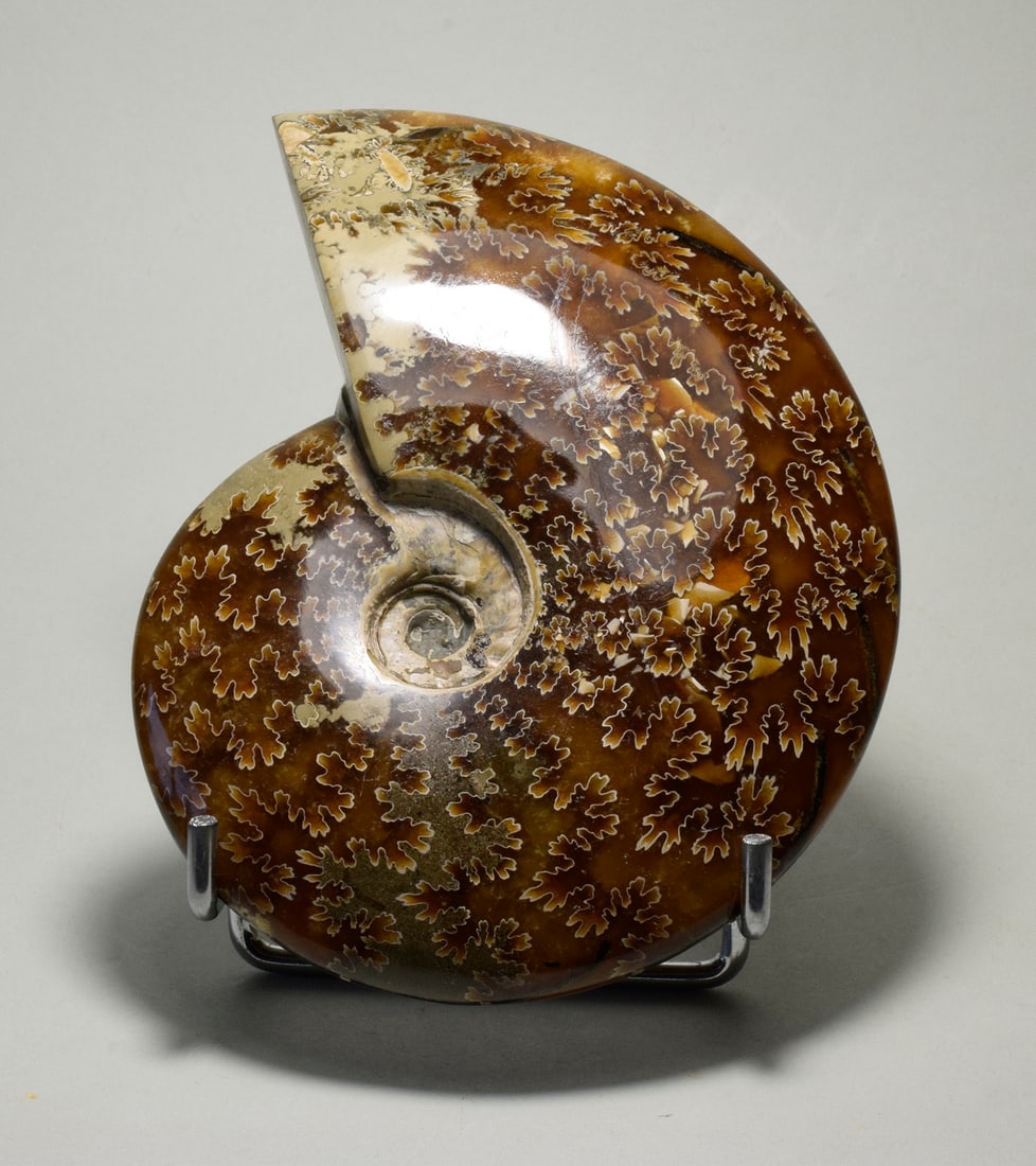 Polished Ammonite with highlighted suture lines - Aioloceras besairiei - 4