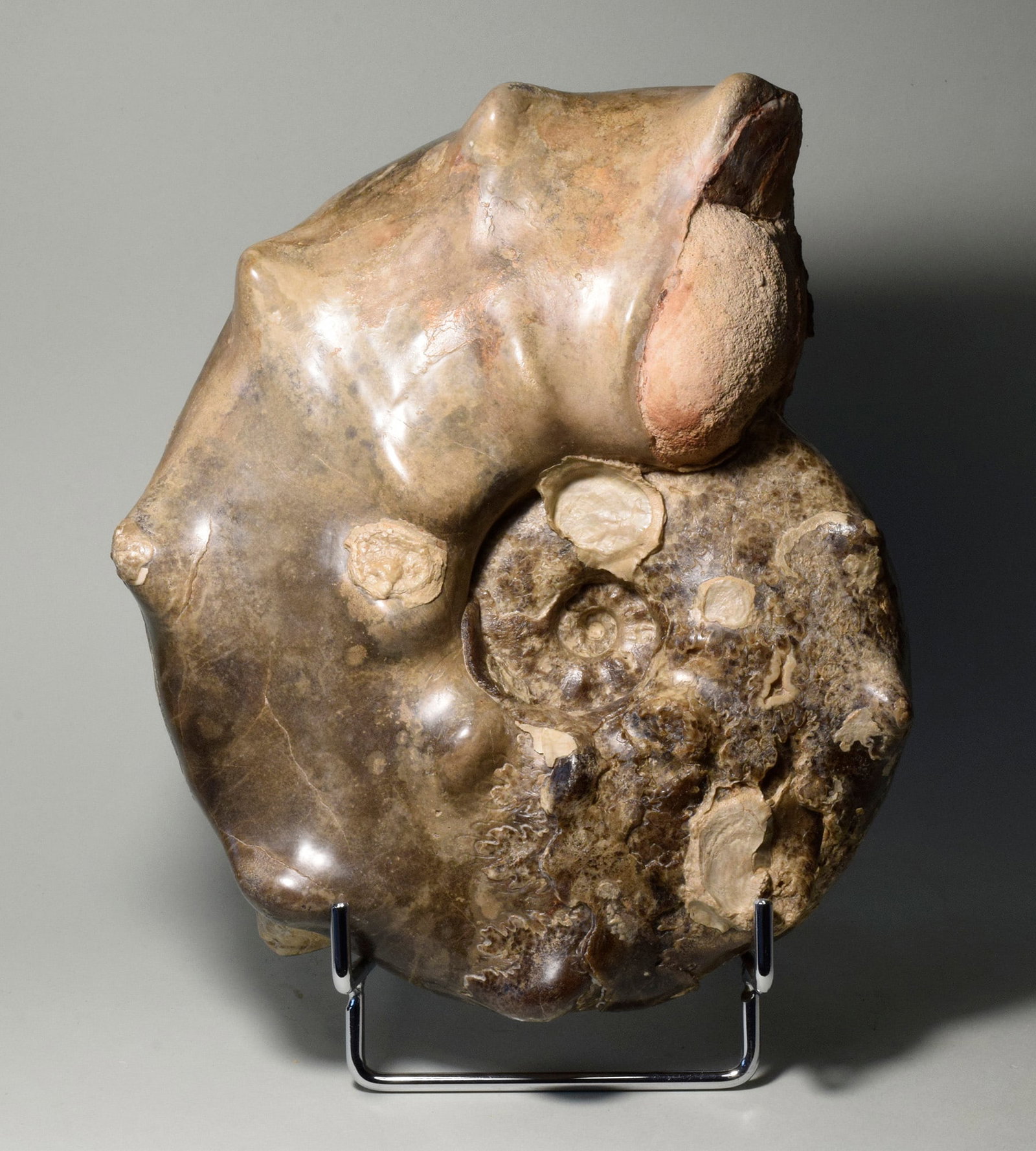 20 cm spiny ammonite Mammites nodosoides: Title: 20 cm spiny ammonite Mammites nodosoides Origin: Morocco Size: 20 cm diameter Description: Species: Mammites nodosoides Age: Cretaceous, Turonian Locality: Asfla, Morocco Measurements: 20 cm