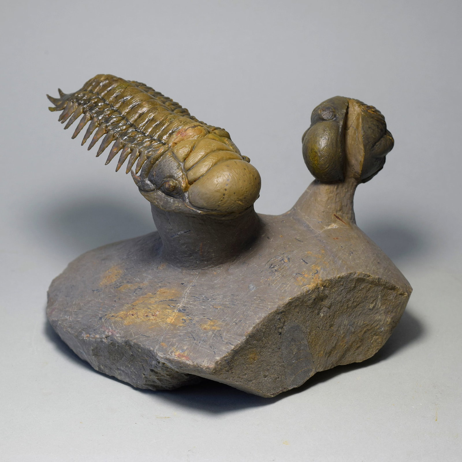 Gorgeous trilobite combo - "flying" Crotalocephalina gr. gibbus and Phacopid - 2