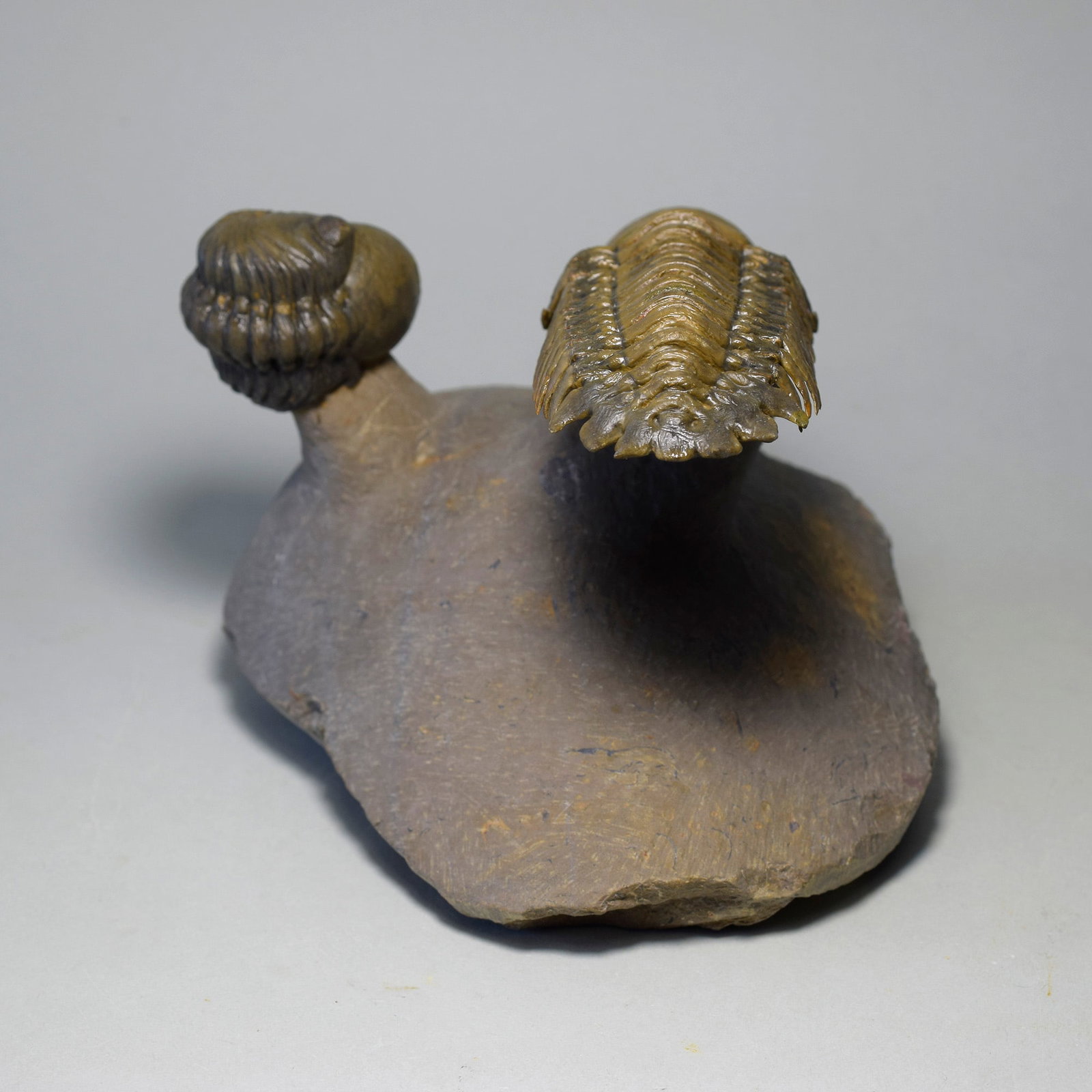 Gorgeous trilobite combo - "flying" Crotalocephalina gr. gibbus and Phacopid - 5