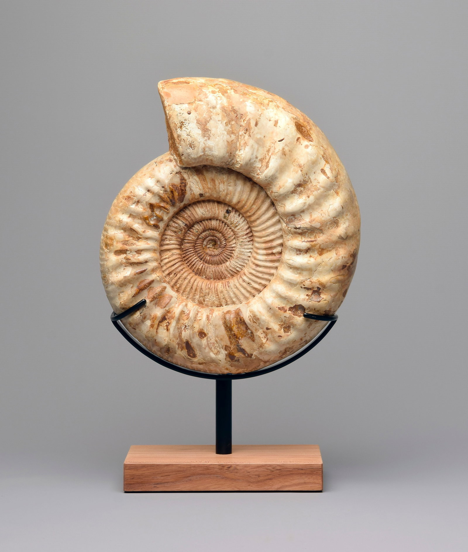 29 cm Ammonite Kranaosphinctes sp.: Title: 29 cm Ammonite Kranaosphinctes sp. Origin: Madagascar Size: 29 cm diameter Description: Species: Kranaosphinctes sp. Age: Jurassic, Oxfordian Locality: Sakaraha, Madagascar Measurements: c. 29 