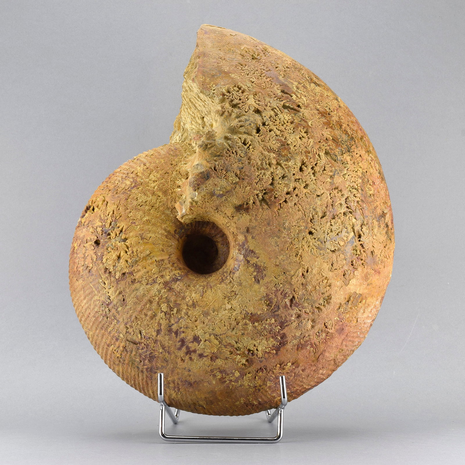 Large ammonite Macrocephalites: Title: Large ammonite Macrocephalites Origin: Madagascar Size: c. 27 cm diameter Description: Species: Macrocephalites sp. Age: Jurassic Locality: Atsimo-Andrefana, Madagascar Measurements: c. 27 cm d