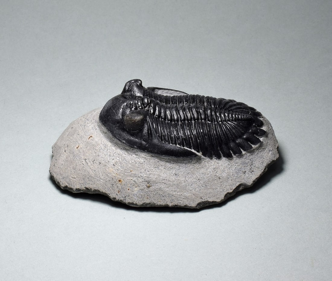 Fine trilobite Hollardops mesocristata: Title: Fine trilobite Hollardops mesocristata Origin: Morocco Size: c. 5.6 cm long (trilobite) Description: Species: Hollardops mesocristata. Age: Devonian. Locality: Morocco. . Measurements: c. 5.6 c