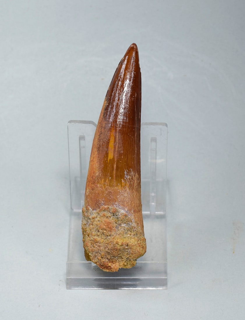 Superb 9.2 cm tooth of a theropod dinosaur Spinosaurus aegyptiacus: Title: Superb 9.2 cm tooth of a theropod dinosaur Spinosaurus aegyptiacus Origin: Morocco Size: 9.2 cm long Description: Species: Spinosaurus aegyptiacus Age: Cretaceous, Cenomanian Locality: Kem