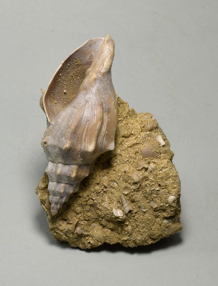 Fine gastropod - Eopsephaea muricina: Title: Fine gastropod - Eopsephaea muricina Origin: France Size: c. 6.4 cm long gastropod Description: Species: Eopsephaea muricina Age: Eocene, Lutetian Locality: Marne, France Measurements: c. 6.4 c