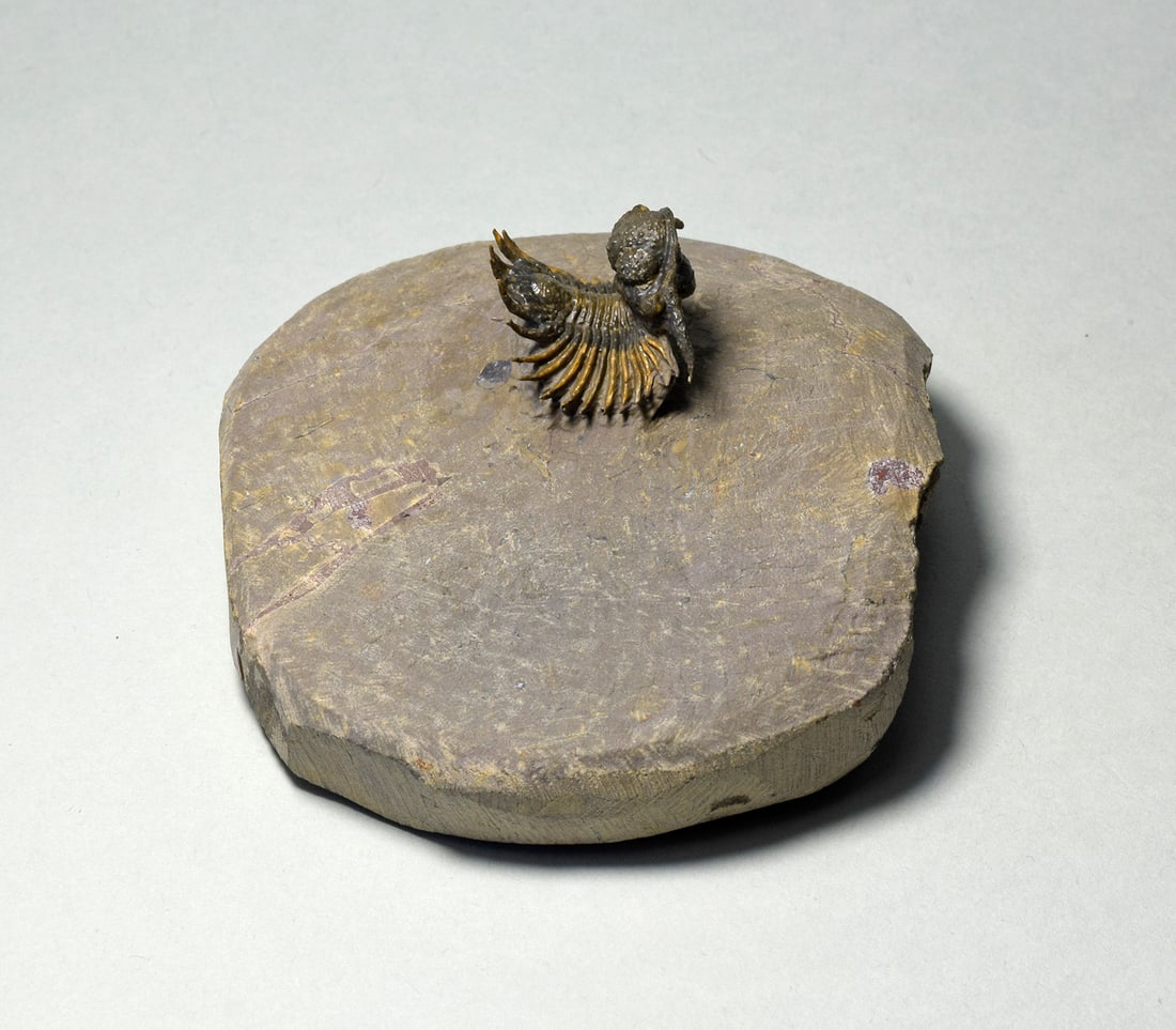 Rare trilobite Belenopyge sp. - 5