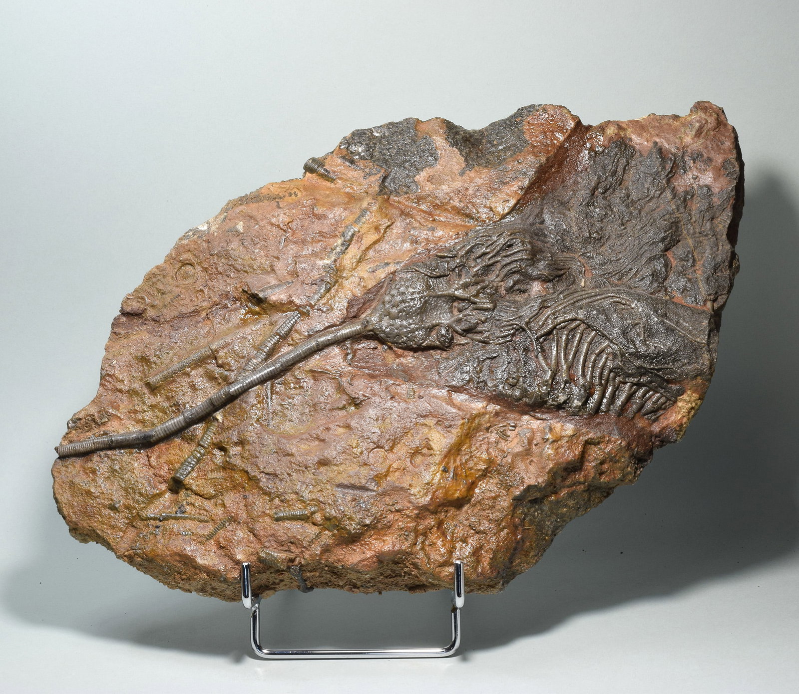 Nice crinoid on slab - Scyphocrinites elegans: Title: Nice crinoid on slab - Scyphocrinites elegans Origin: Morocco Size: c. 32.5 x 20 cm Description: Species: Scyphocrinites elegans Age: Silurian Locality: Morocco Measurements: c. 32.5 x 20 cm