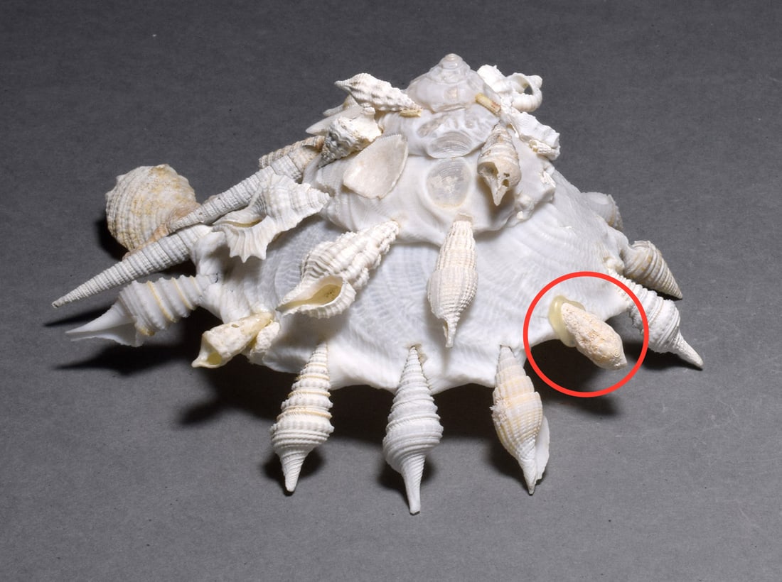 A collection of fossil and recent gastropods - Xenophora agglutinans and Xenophora pallidula - 10