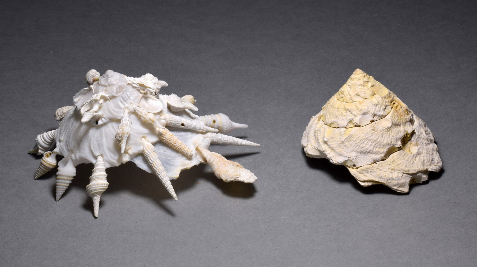 A collection of fossil and recent gastropods - Xenophora agglutinans and Xenophora pallidula: Title: A collection of fossil and recent gastropods - Xenophora agglutinans and Xenophora pallidula Origin: France and Indo-Pacific Size: 6 cm diameter (fossil) - 9 cm overall (recent shell)