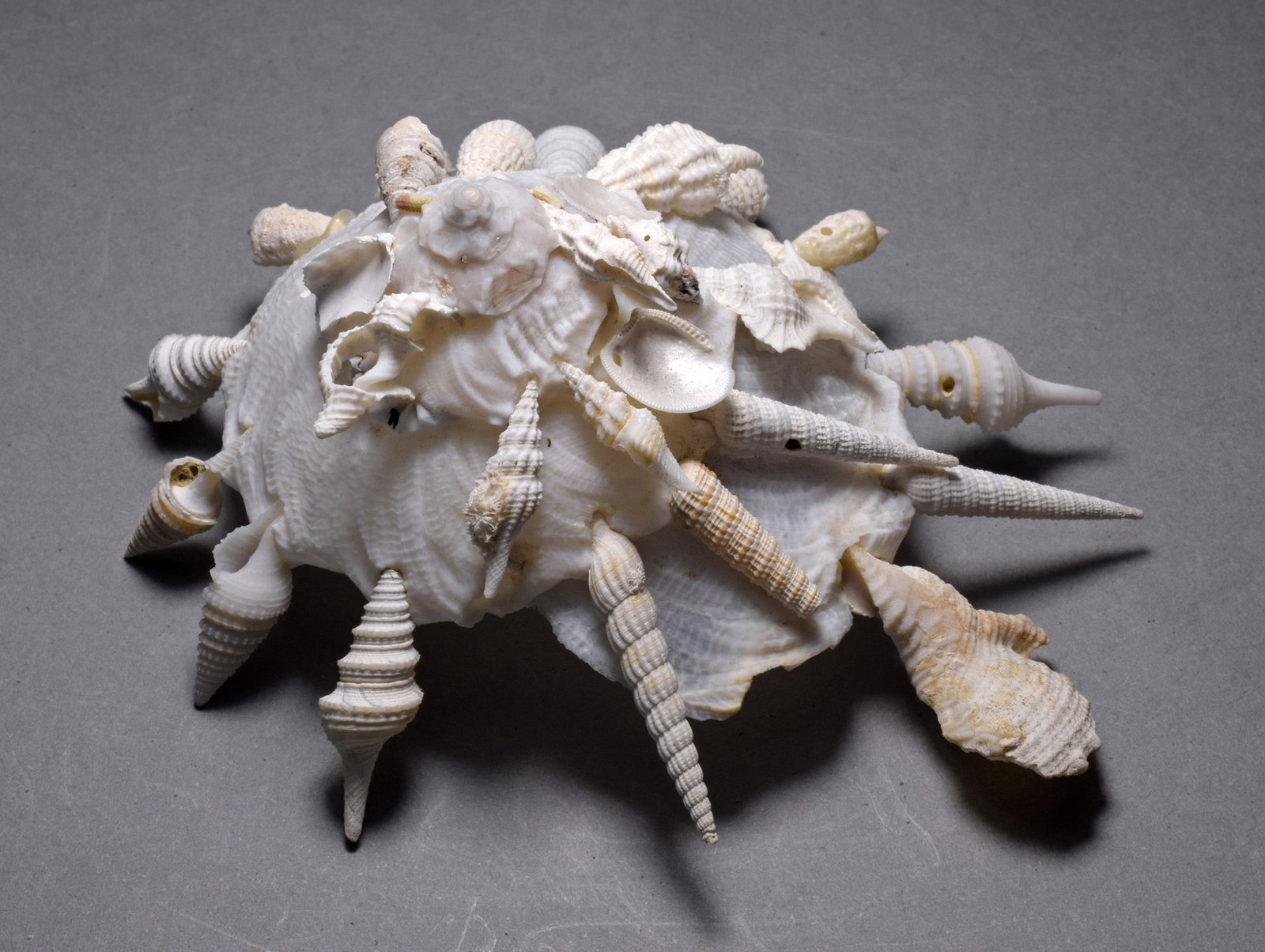 A collection of fossil and recent gastropods - Xenophora agglutinans and Xenophora pallidula - 8