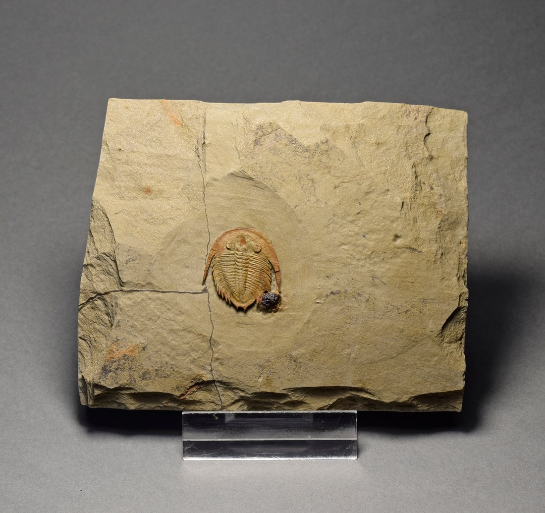 Finest small trilobite Dactylocephalus sp.: Title: Finest small trilobite Dactylocephalus sp. Origin: Morocco Size: c. 20 mm long trilobite Description: Species: Dactylocephalus sp. Age: Ordovician Locality: Zagora-Tata area, Morocco