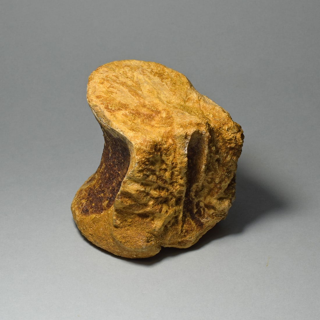 Fine dinosaur vertebra - Carcharodontosaurus saharicus - 6
