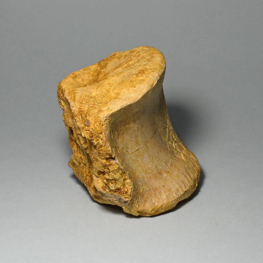 Fine dinosaur vertebra - Carcharodontosaurus saharicus - 8