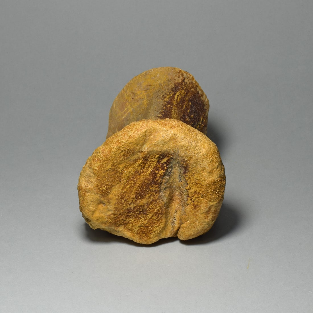 Fine dinosaur vertebra - Carcharodontosaurus saharicus - 9