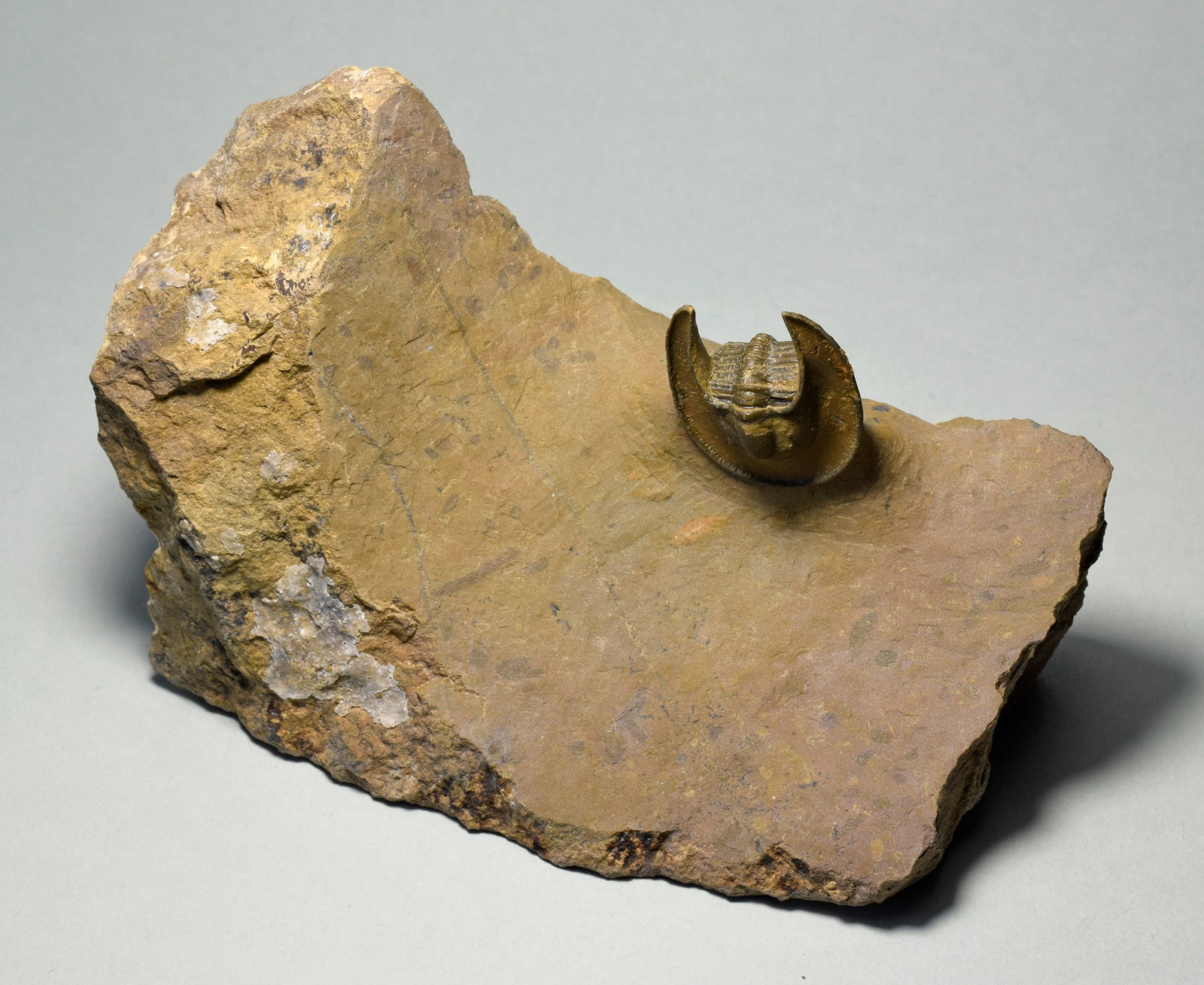 Beautiful trilobite Lioharpes wendti - 7