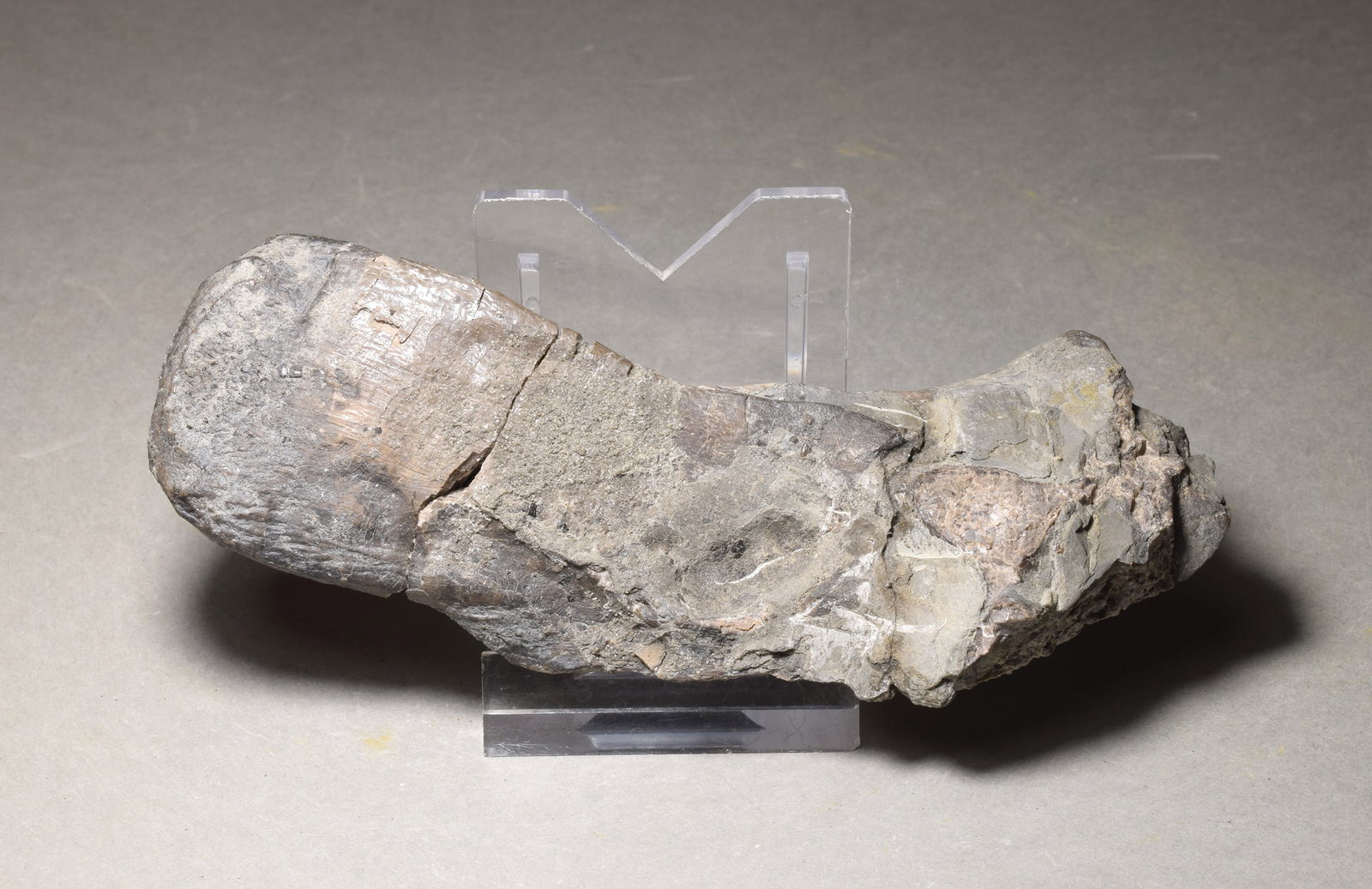 Fine bone of a marine reptile - Mastodonsaurus sp.: Title: Fine bone of a marine reptile - Mastodonsaurus sp. Origin: Germany Size: 11.5 cm long Description: Species: Mastodonsaurus sp. Age: Triassic, Keuper Locality: Bade-Wurtemberg, Germany Measureme