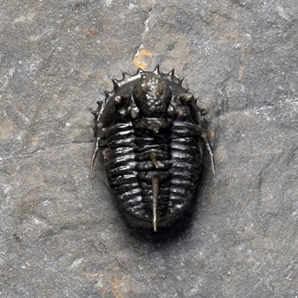 Very rare trilobite - Otarionella lkomalii - 10
