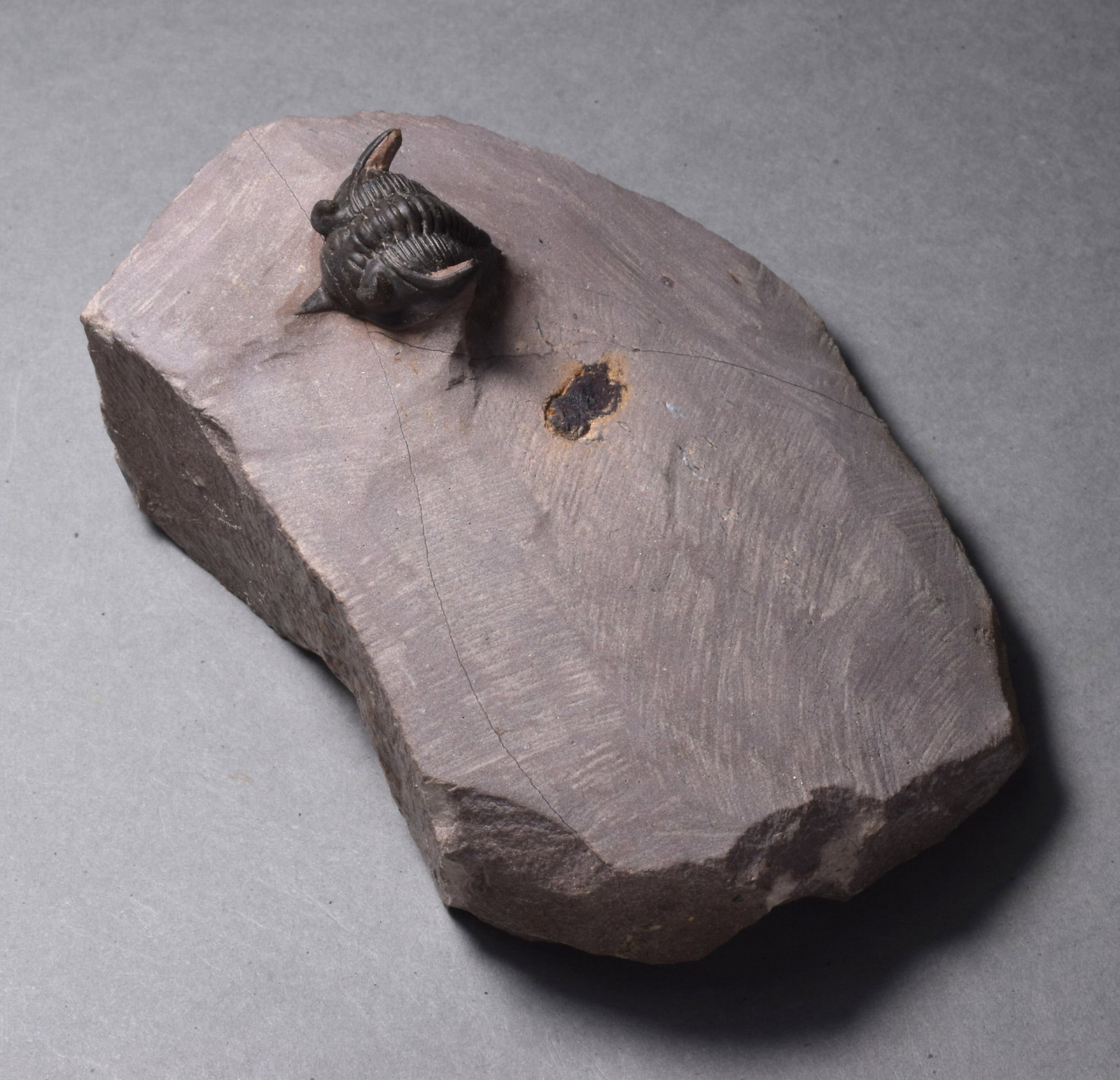 Rare trilobite Minicryphaeus minimus: Title: Rare trilobite Minicryphaeus minimus Origin: Morocco Size: c. 2 cm long trilobite - if outstretched Description: Species: Minicryphaeus minimus Age: Devonian Locality: Morocco Measurements: c.