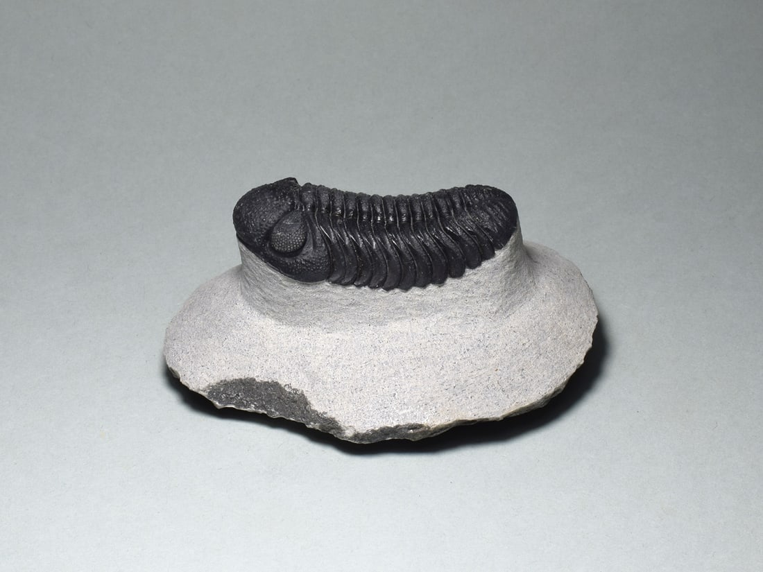 Exquisite trilobite - Barrandeops sp.: Title: Exquisite trilobite - Barrandeops sp. Origin: Morocco Size: 4.9 cm long trilobite Description: Species: Barrandeops sp. Age: Devonian Locality: Morocco Measurements: c. 4.9 cm long (trilobite)