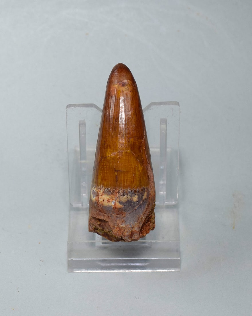Superb 6.5 cm tooth of a theropod dinosaur Spinosaurus sp.: Title: Superb 6.5 cm tooth of a theropod dinosaur Spinosaurus sp. Origin: Morocco Size: 6.5 cm long Description: Species: Spinosaurus sp. Age: Cretaceous, Cenomanian Locality: Kem Kem, Morocco