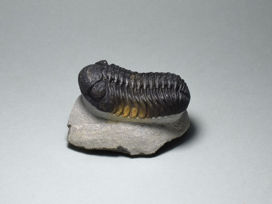 Barrandeops trilobite in brown calcite: Title: Barrandeops trilobite in brown calcite Origin: Morocco Size: c. 5.4 cm long (trilobite) Description: Species: Barrandeops sp.. Age: Devonian. Locality: Morocco. . Measurements: c. 5.4 cm long (
