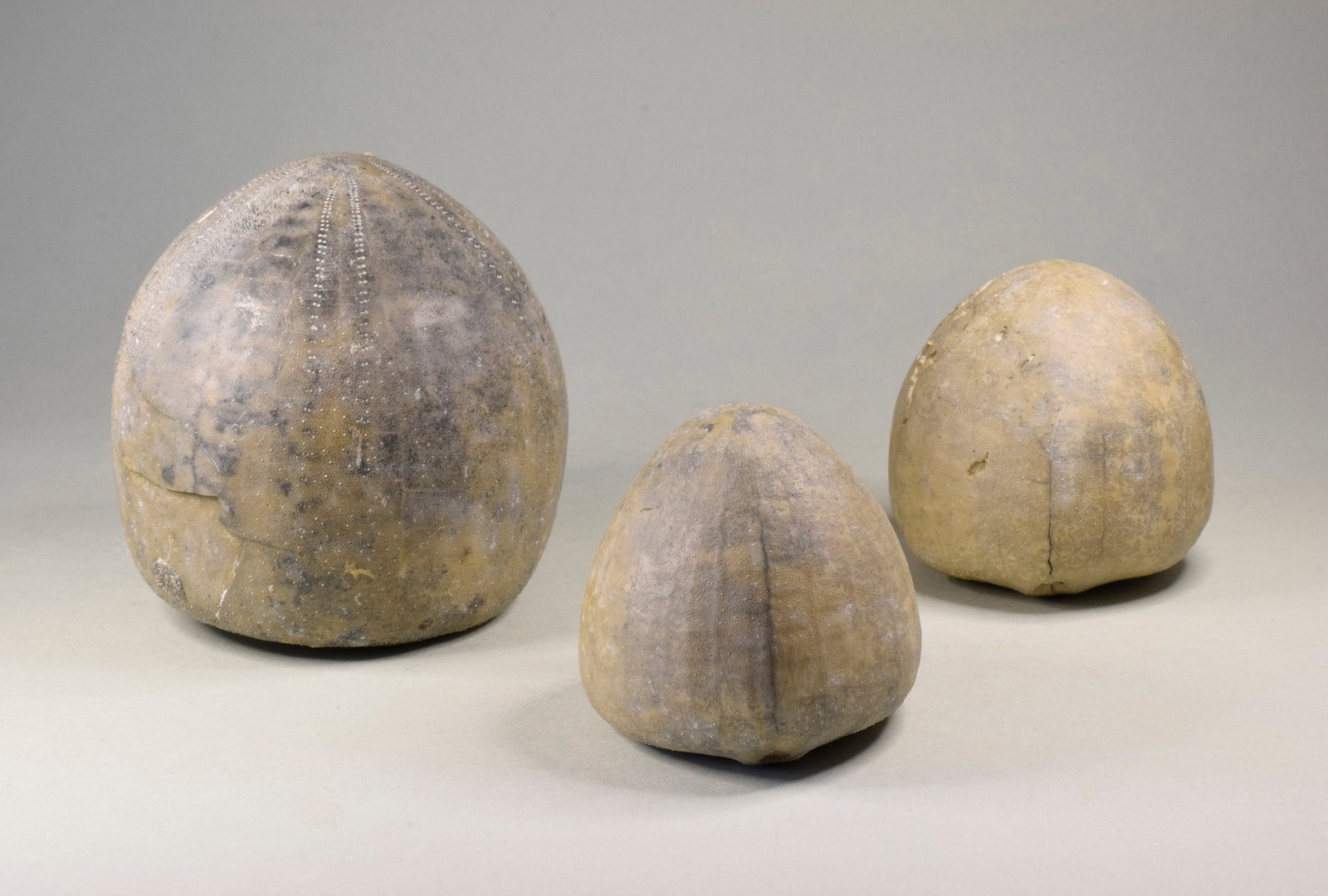 Group of three Echinocorys echinoids: Title: Group of three Echinocorys echinoids Origin: Germany Size: 7.9, 5.3 and 5.2 cm wide Description: Species: Echinocorys spp. Age: Campanian, Cretaceous Locality: Hover, Germany Measurements: