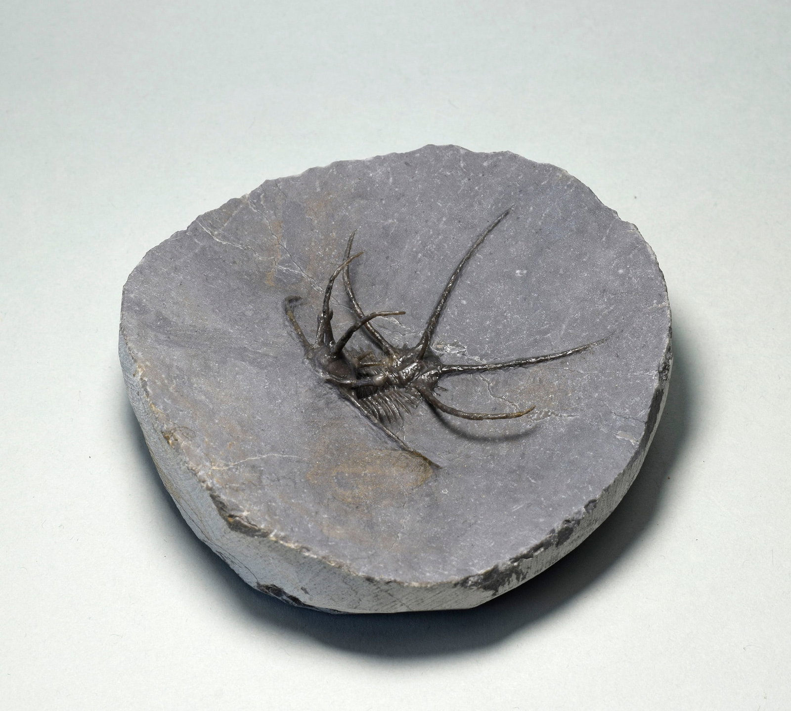 Spiny trilobite Ceratarges aff. koumalii - 2