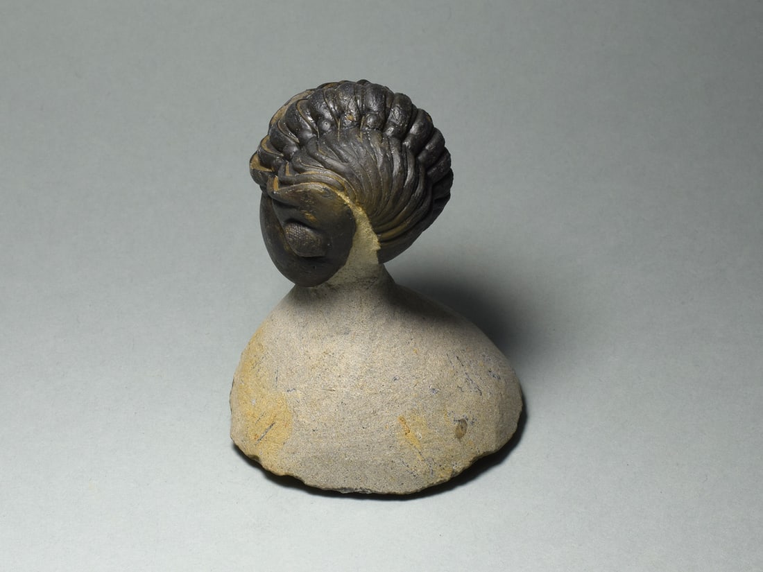 Rolled trilobite - Reedops cephalotes: Title: Rolled trilobite - Reedops cephalotes Origin: Morocco Size: 9.1 cm long (trilobite - if outstretched) - 5.3 x 5.1 cm (matrix) Description: Species: Reedops cephalotes Age: Devonian Locality: Mo