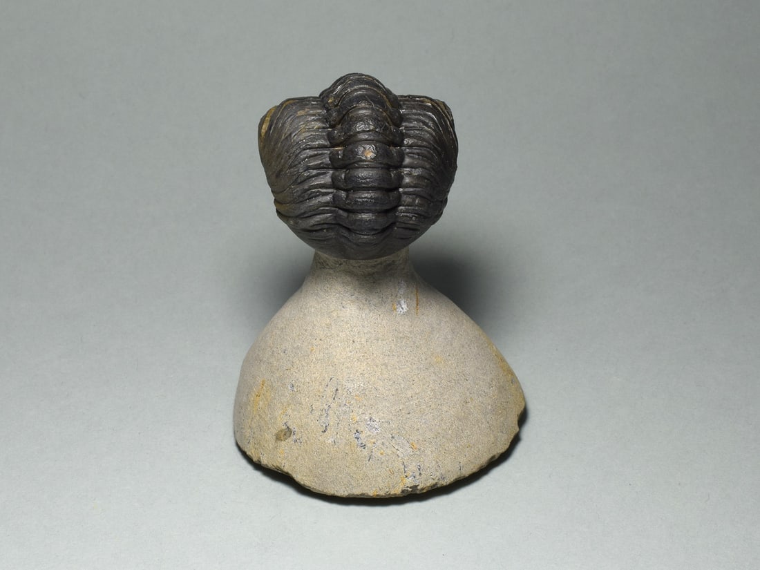 Rolled trilobite - Reedops cephalotes - 5