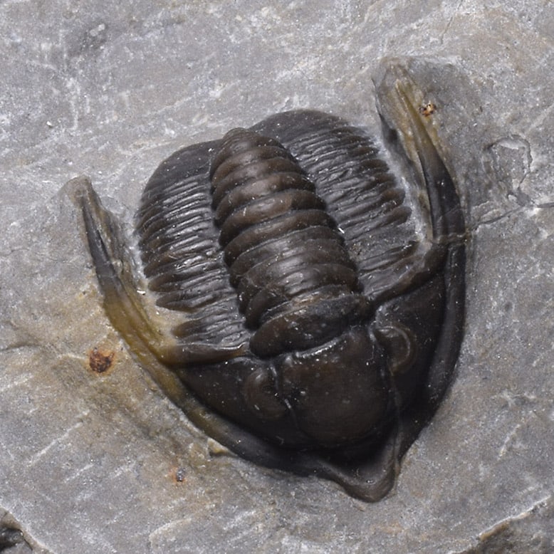 Fine trilobite - Cornuproetus (Diademaproetus) sp. - 10