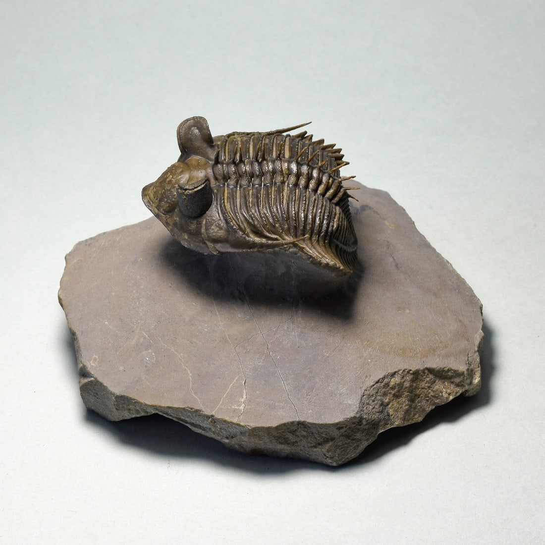 Excellent spiny trilobite Erbenochile erbeni: Title: Excellent spiny trilobite Erbenochile erbeni Origin: Morocco Size: c. 3.5 cm wide trilobite Description: Species: Erbenochile erbeni Age: Devonian Locality: Morocco Measurements: c. 3.5 cm