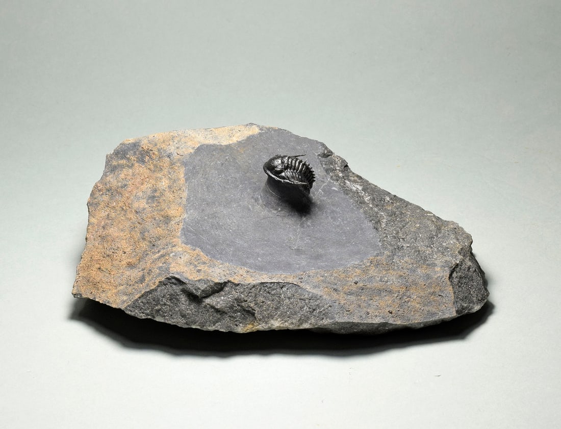 Rare trilobite Phaetonellus: Title: Rare trilobite Phaetonellus Origin: Morocco Size: 120 x 80 mm matrix Description: Species: Phaetonellus sp. Age: Devonian Locality: Morocco Measurements: c. 14 mm wide (trilobite) - c. 120 x