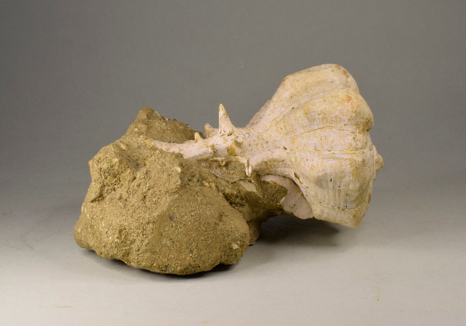 Fine gastropod Bolinus brandaris torularius - 11