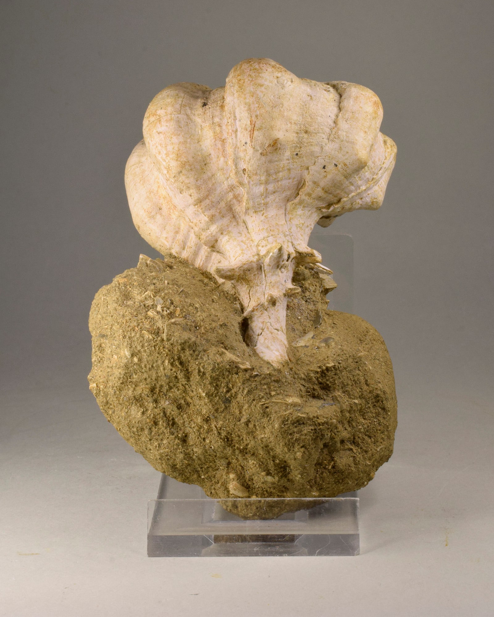 Fine gastropod Bolinus brandaris torularius: Title: Fine gastropod Bolinus brandaris torularius Origin: Italy Size: c. 70 mm long (gastropod) Description: Species: Bolinus brandaris torularius Age: Pliocene Locality: Italy Measurements: c. 70