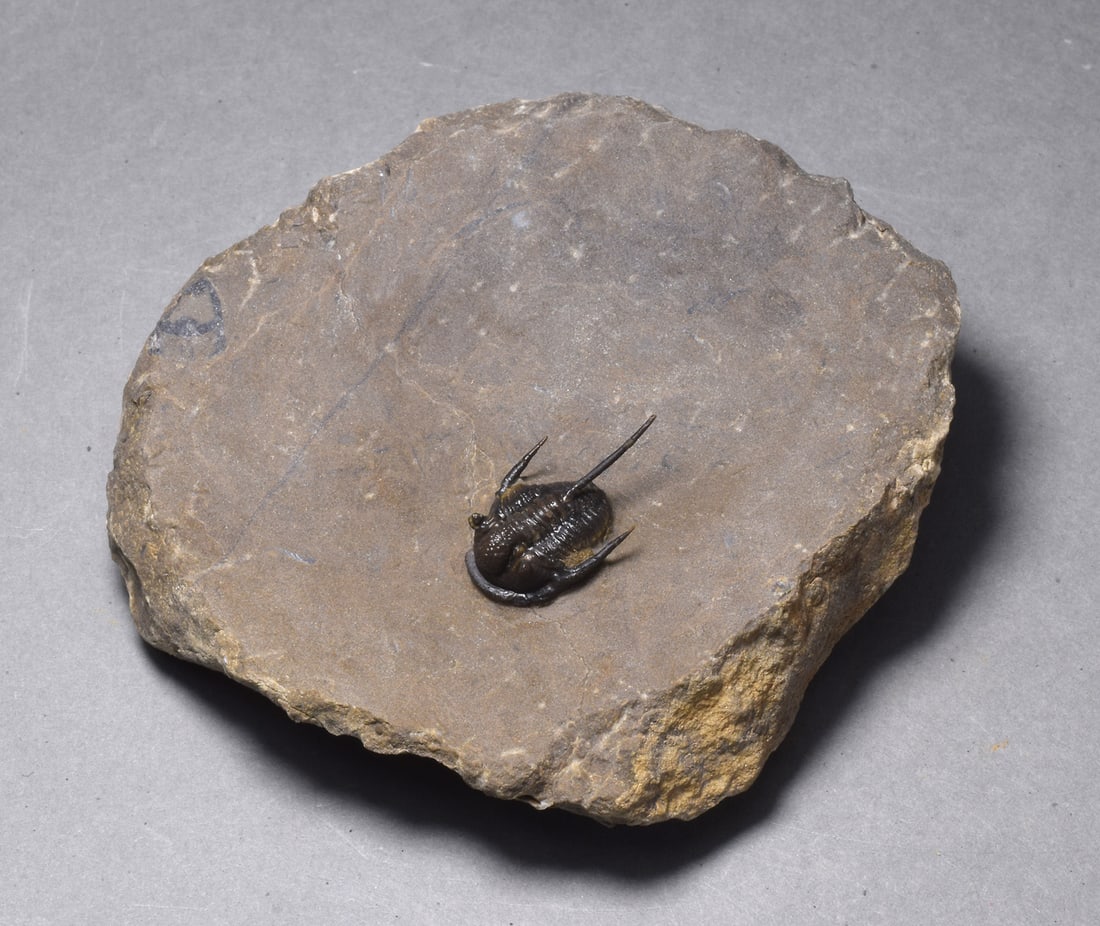 Uncommon trilobite - Cyphaspis sp.: Title: Uncommon trilobite - Cyphaspis sp. Origin: Morocco Size: 1.8 cm long Description: Species: Cyphaspis sp. Age: Devonian Locality: Morocco Measurements: c. 1.8 cm long (trilobite) - 6.5 x 6 cm (m