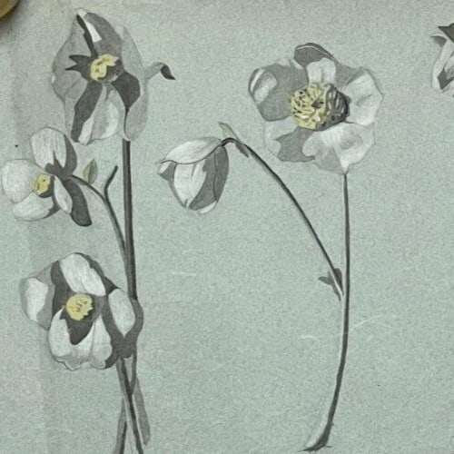 Antique Original Drawing Flowers, Floral, Still Life, Daisy - 3