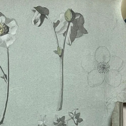 Antique Original Drawing Flowers, Floral, Still Life, Daisy - 4