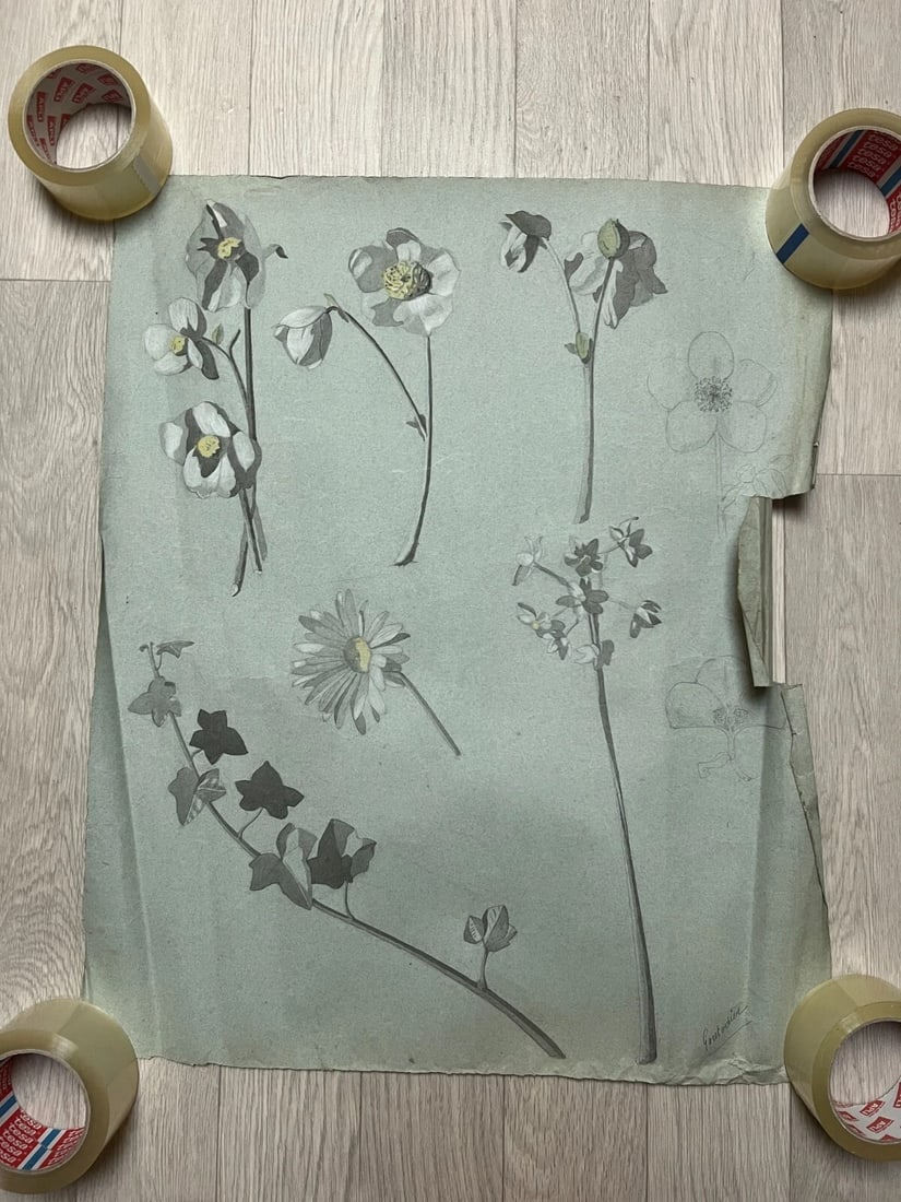 Antique Original Drawing Flowers, Floral, Still Life, Daisy - 8