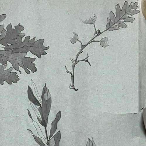 Antique Original Drawing Flowers, Floral, Still Life, Leaves - 5