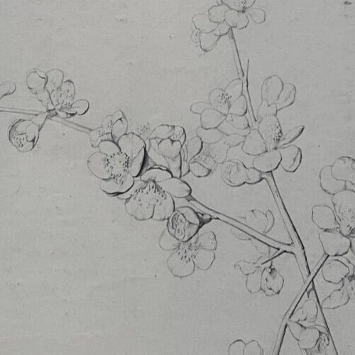 Antique Drawing Charcoal Floral, Flowers, Plants, Still Life 19th century 1850 (1 of 6)
