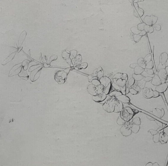 Antique Drawing Charcoal Floral, Flowers, Plants, Still Life 19th century 1850 - 5