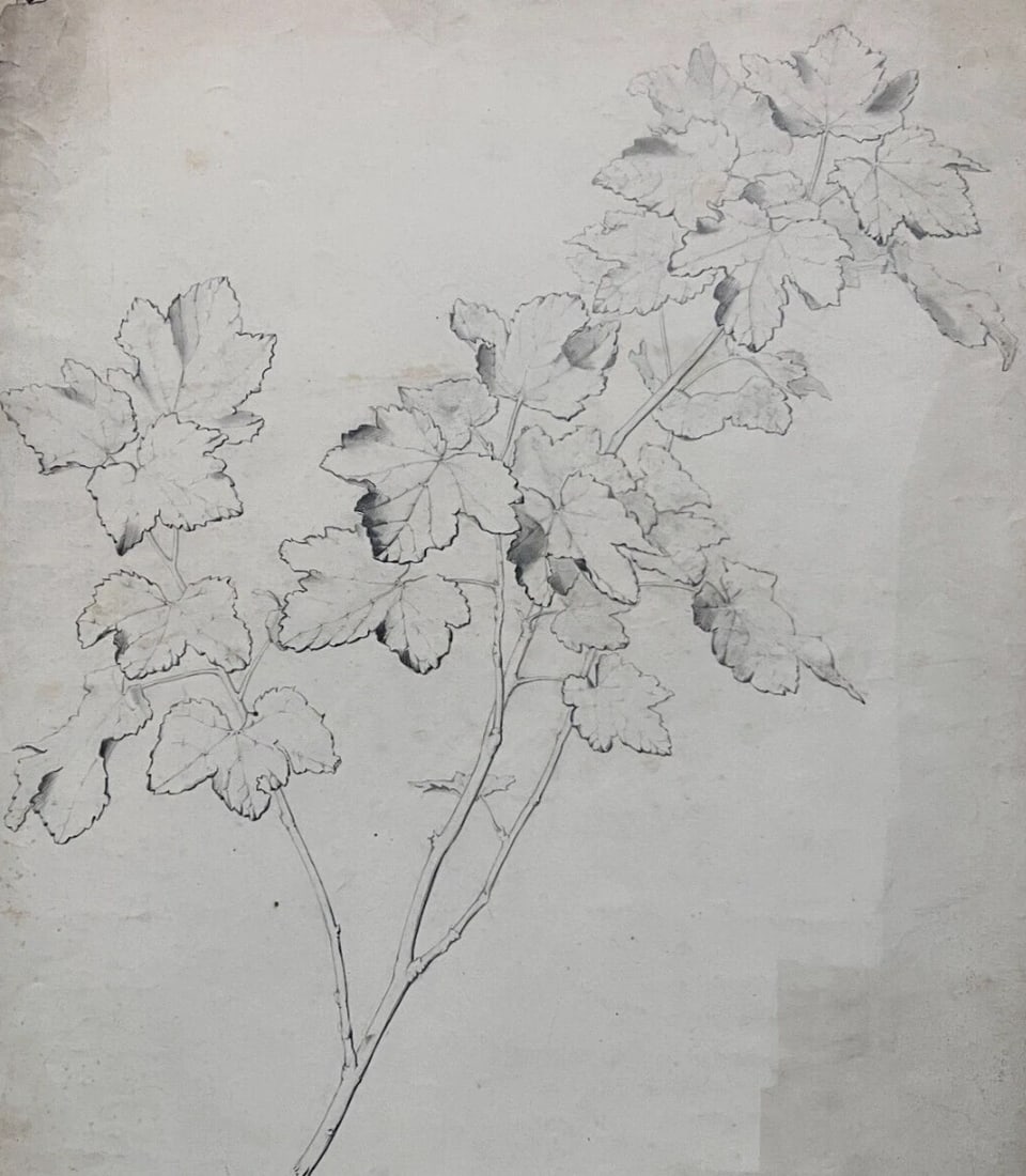 Antique Drawing Charcoal Original Flowers, Floral, Plant 1850 Floral (1 of 6)