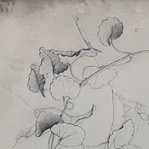 Antique Drawing Pencil Original Flowers, Floral, 19th century 1850 Floral - 2