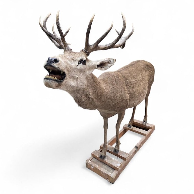 Antique 12-Point Whitetail Deer Full Body Mount (1 of 7)