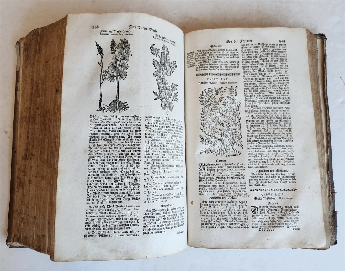 1744 THEATRUM BOTANICUM ULLISTRATED GERMAN HERBAL antique PIGSKIN BOUND FOLIO - 16