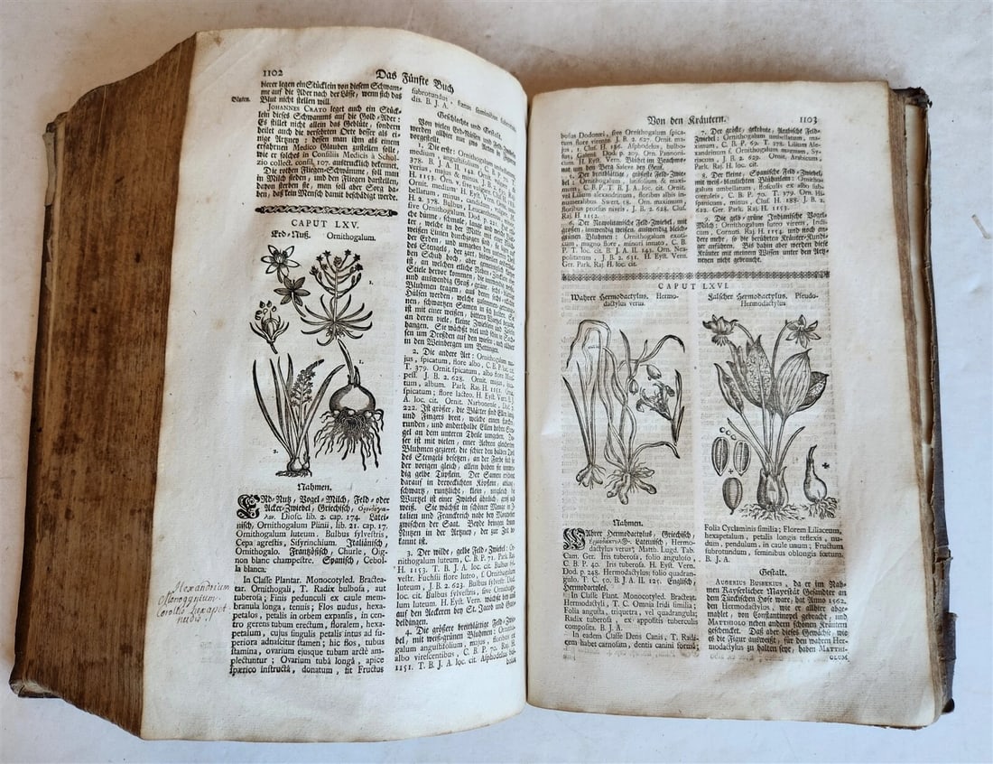 1744 THEATRUM BOTANICUM ULLISTRATED GERMAN HERBAL antique PIGSKIN BOUND FOLIO - 17