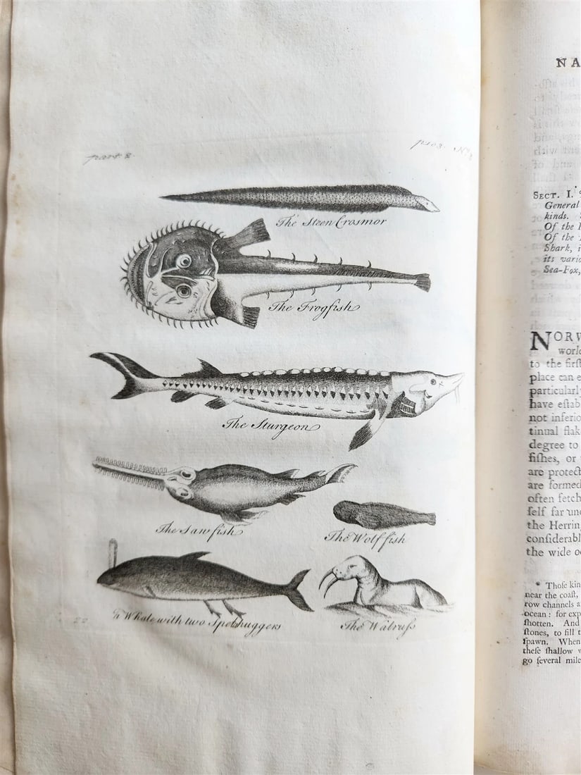 1755 NATURAL HISTORY of NORWAY ILLUSTRATED Pontoppidan antique FOLIO in ENGLISH - 17