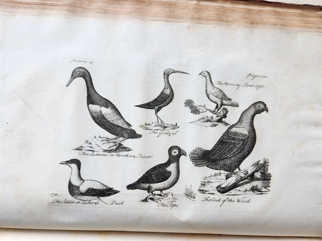 1755 NATURAL HISTORY of NORWAY ILLUSTRATED Pontoppidan antique FOLIO in ENGLISH - 18