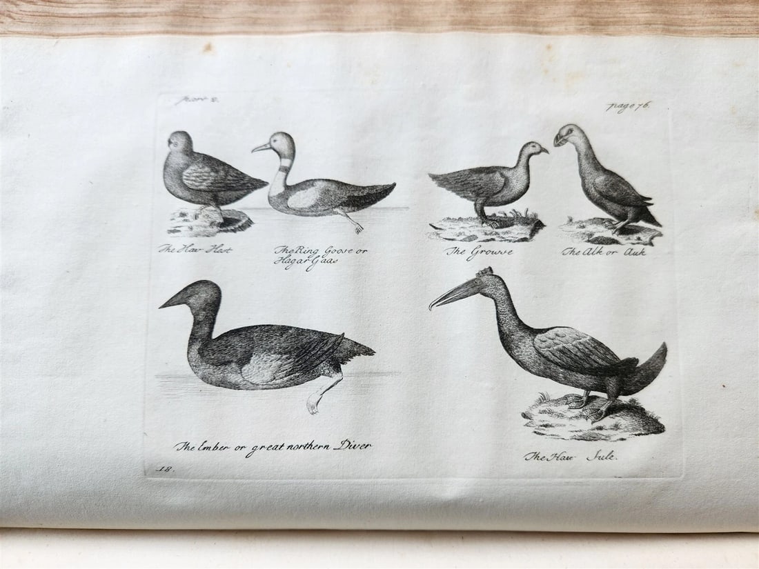 1755 NATURAL HISTORY of NORWAY ILLUSTRATED Pontoppidan antique FOLIO in ENGLISH - 19