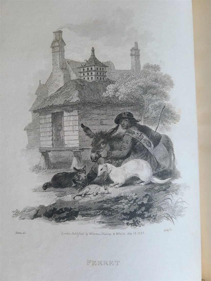 1805 CABINET of QUADRUPEDS ILLUSTRATED 2 FOLIO VOLUMES antique in ENGLISH - 10